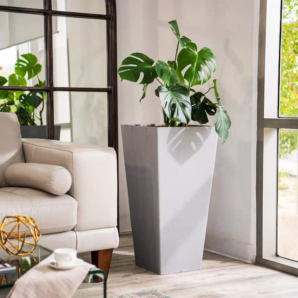buy rare philodendron Philodendron ' Birkin ' ( Philodendron sp ) for Sale