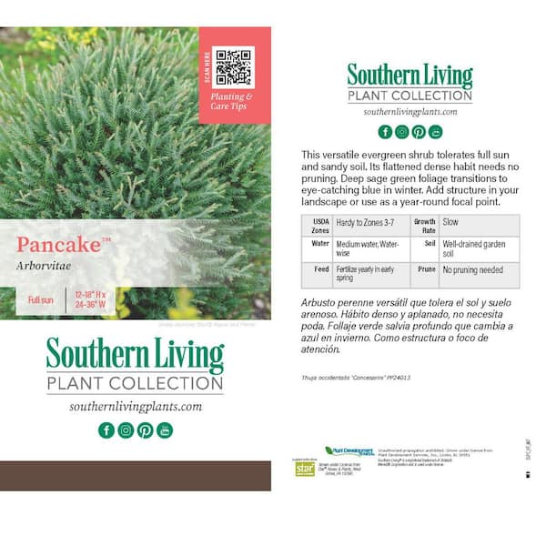 SOUTHERN LIVING 2 Gal. Pancake Arborvitae (Thuja Occidentalis