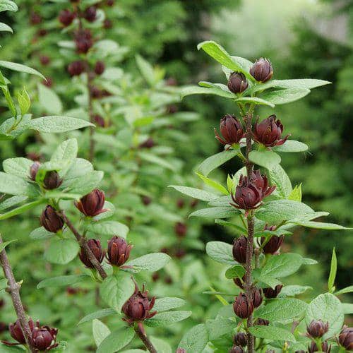 1 Gal. Simply Scentsational Sweetshrub (Calycanthus) Live Shrub, Red Flowers