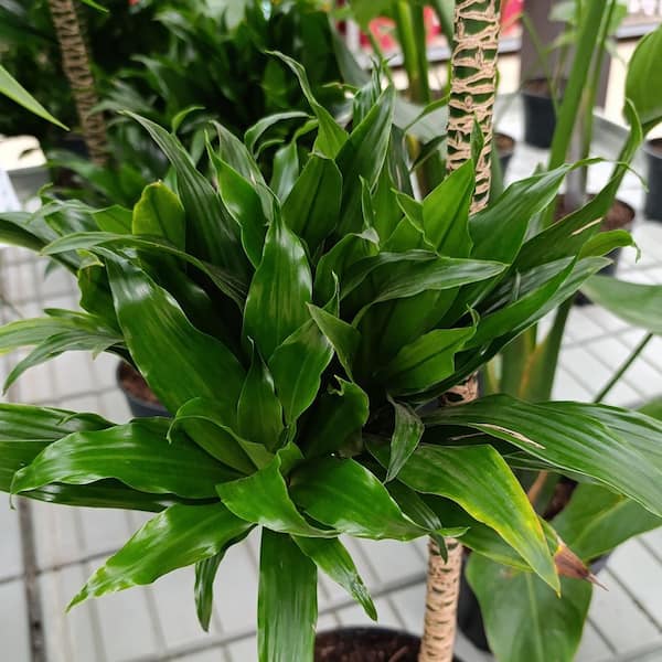 National Plant Network 6 in. Dracaena Janet Craig Compacta