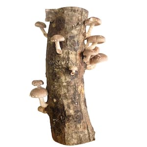 12 in. Shiitake Mushroom Log