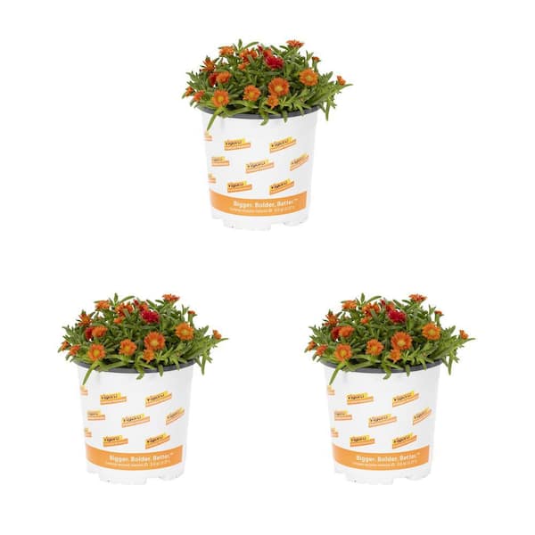 Vigoro 2 qt. Delosperma Ice Plant Wheels of Wonder Fire Orange-Red Bicolor Perennial Plant (3-Pack)