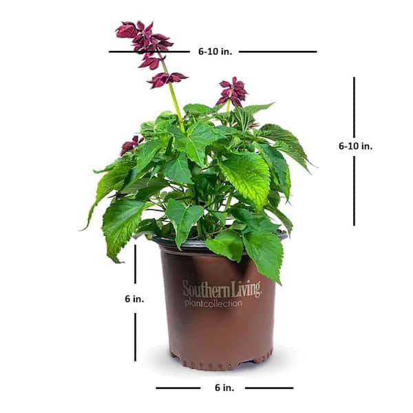 2.5 Qt. Saucy Purple Salvia, Live Blooming Perennial Plant, Burgundy-Red Flower Spikes