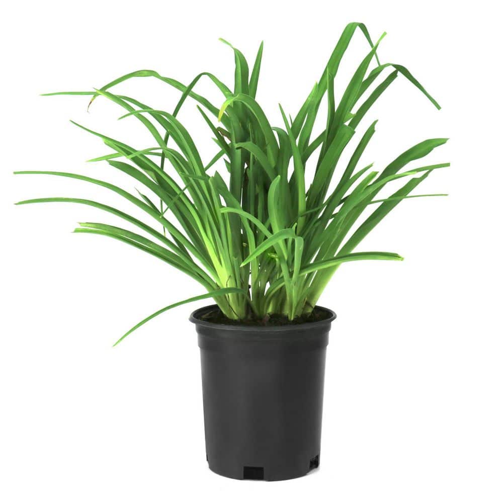 1 gal. Daylily Little Grapette Perennial Plant price history on PriceWatchPro