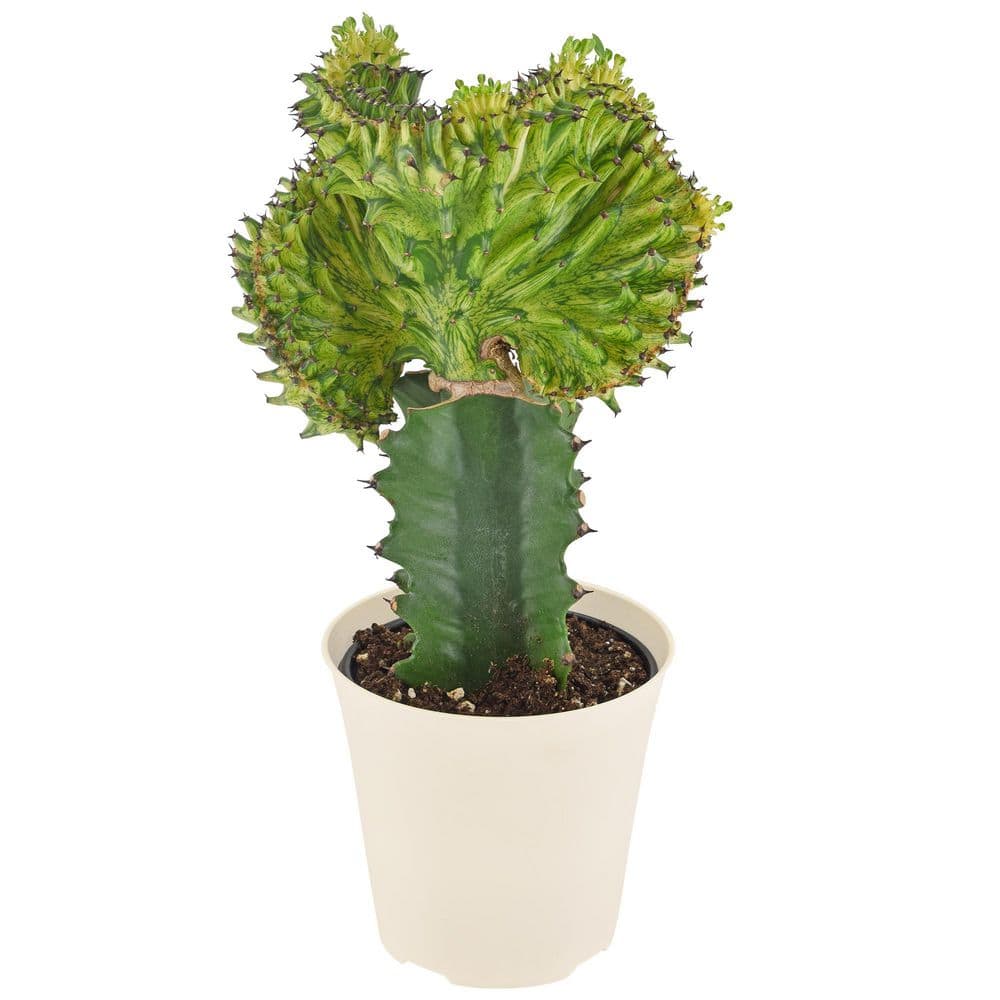 Arcadia Garden Products 4 in. Green Mermaid Tail Coral Cactus Live