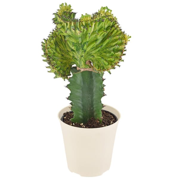 4 in. Green Mermaid Tail Coral Cactus Live Indoor Plant in Beige Plastic Pot Cover