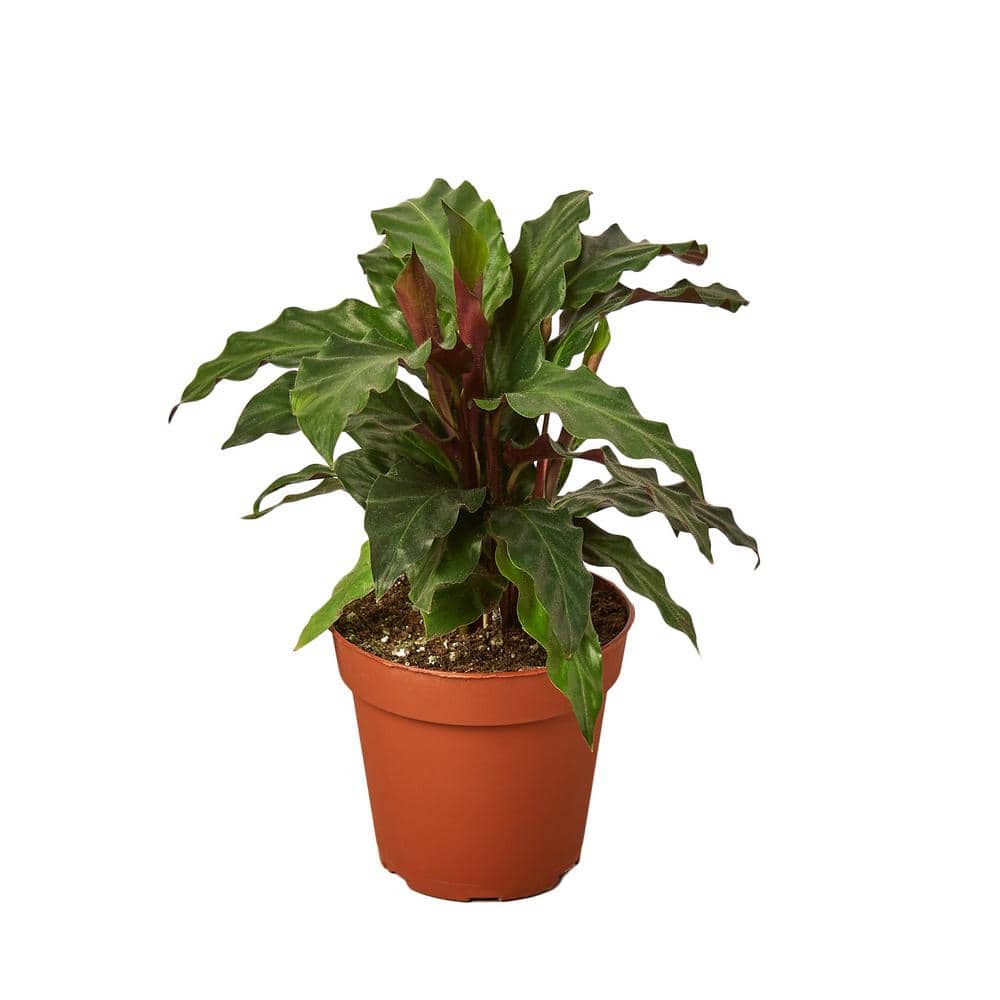 The Snobby Leaf | Calathea Rufibarba 'Furry Feather' - 4 inch Pot - Live Houseplant, image size:1000x1000