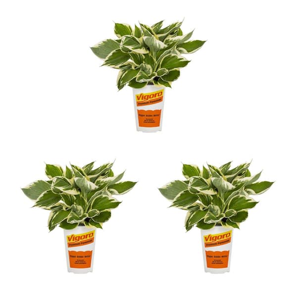 2 Qt. Green Variegated Minuteman Hosta Perennial Plant (3-Pack)