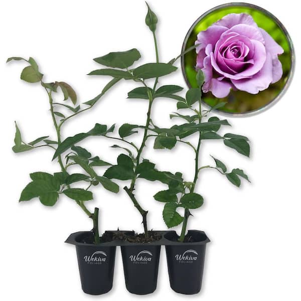 Wekiva Foliage Lagerfeld Rose Bush 3-Live Starter Plants in 2 in. Pots-Beautifully Fragrant Heirloom Rose from Florida-