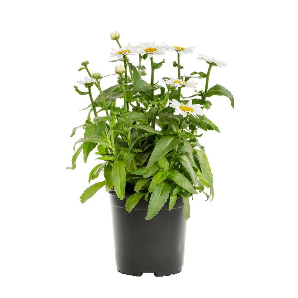 METROLINA GREENHOUSES 2.5 qt. Leucanthemum White Mountain Perennial ...