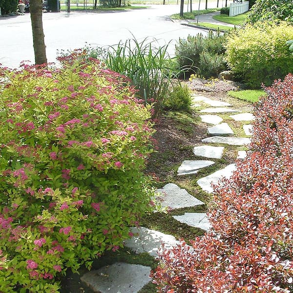 2.25 Gal. Goldmound Spirea Flowering Shrub with Pink Blooms