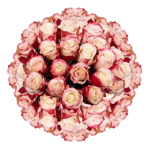 100 Stems of White with Pinkish Red Sweetness Roses Fresh Flower Delivery
