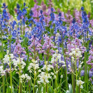 Spanish Blue Bells Bulbs Mixed Colors (Set of 25)