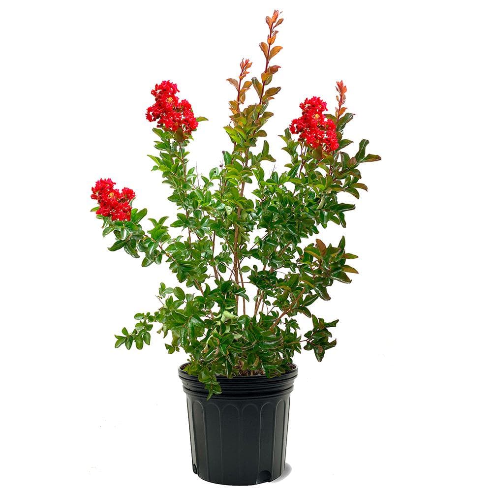 SOUTHERN LIVING Miss Frances Crape Myrtle Green Leaf Red Flowering ...