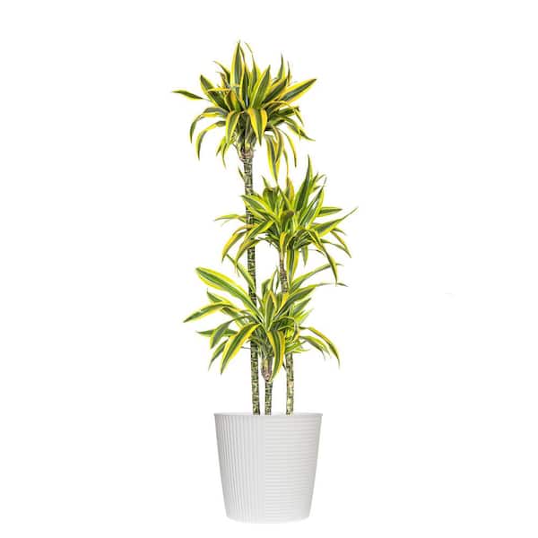 10 in. Dracaena Lemon Lime Plant in White Decor Pot