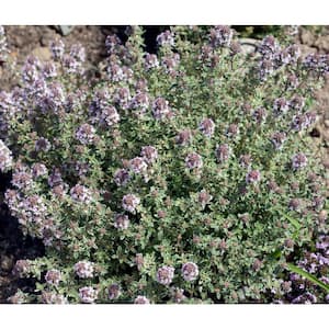 1 Gal. Silver King Creeping Thyme Live Flowering Full Sun Perennial Groundcover Plant