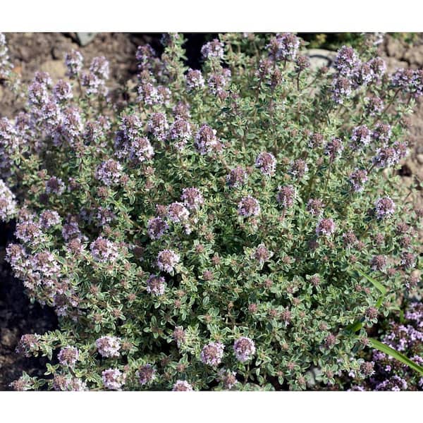 BELL NURSERY 1 Gal. Silver King Creeping Thyme Live Flowering Full Sun Perennial Groundcover Plant