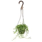 6 in. String of Dolphin Succulent Senecio Peregrinus