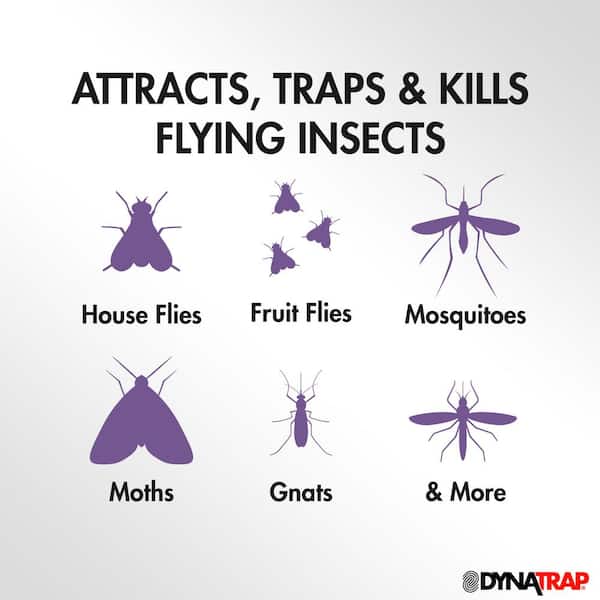 Indoor Insect Trap: Bug, Fruit Fly, Gnat, Mosquito Killer - UV Light, Fan,  Sticky Glue Boards Trap Even The Tiniest Flying Bugs 