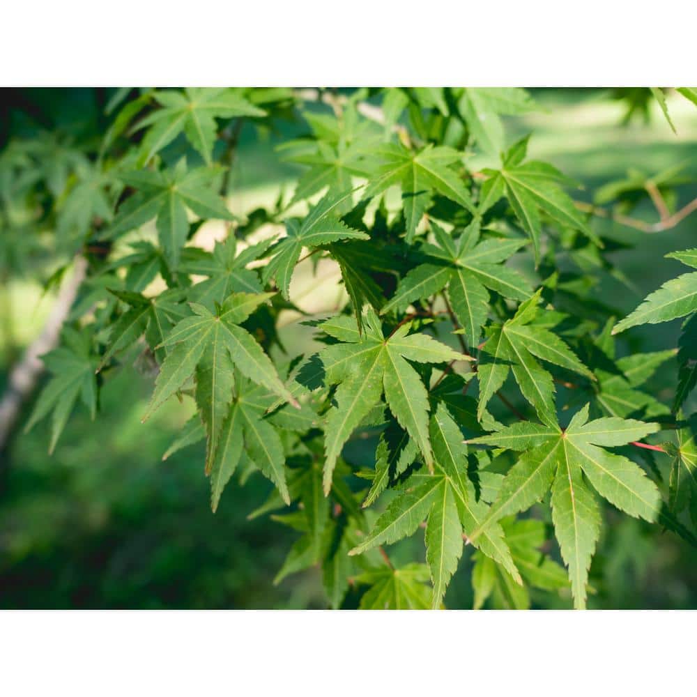 green japanese maple tree leaves