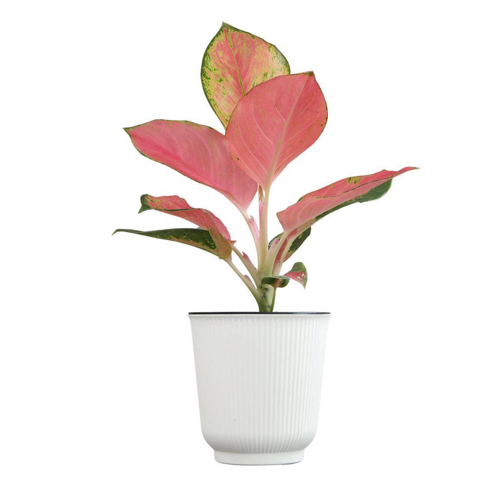 Aglaonema China Red Pink Indoor Houseplant in White Pot