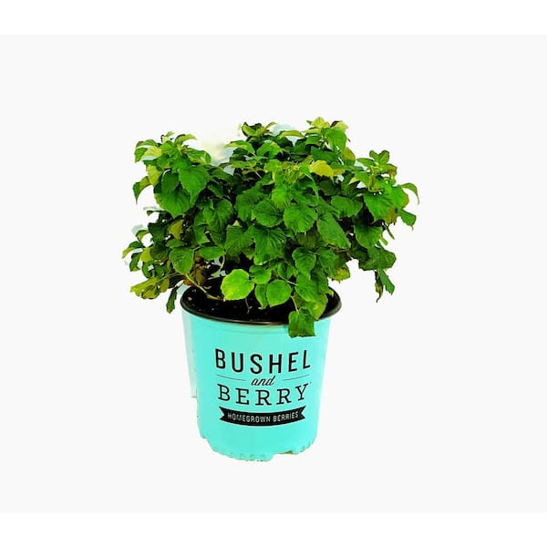 Compact Raspberry Plant BUSHEL AND BERRY 2 Gal. Bushel and Berry Raspberry Shortcake Raspberry ...