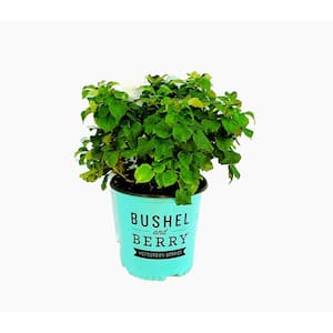 2 Gal. Bushel and Berry Raspberry Shortcake Raspberry Live Plant with Sweet, Vanilla Flavor