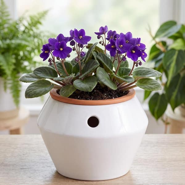 Leilani African Violet White Indoor Ceramic Self-Watering Round Planter (7.08 in. L x 7.08 in. W x 5.11 in. H)