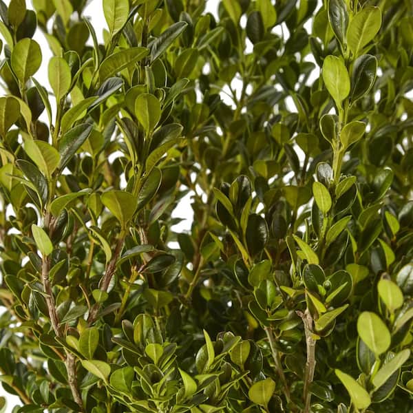 2.5 Qt. Wintergreen Boxwood Shrub Plant