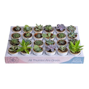 Costa Farms Mini Indoor Succulent Plants in 2 in. Mini Cube Ceramic Pots,  Avg. Shipping Height 2 in. Tall (3-Pack) CO.2SUC.13.CUBE - The Home Depot