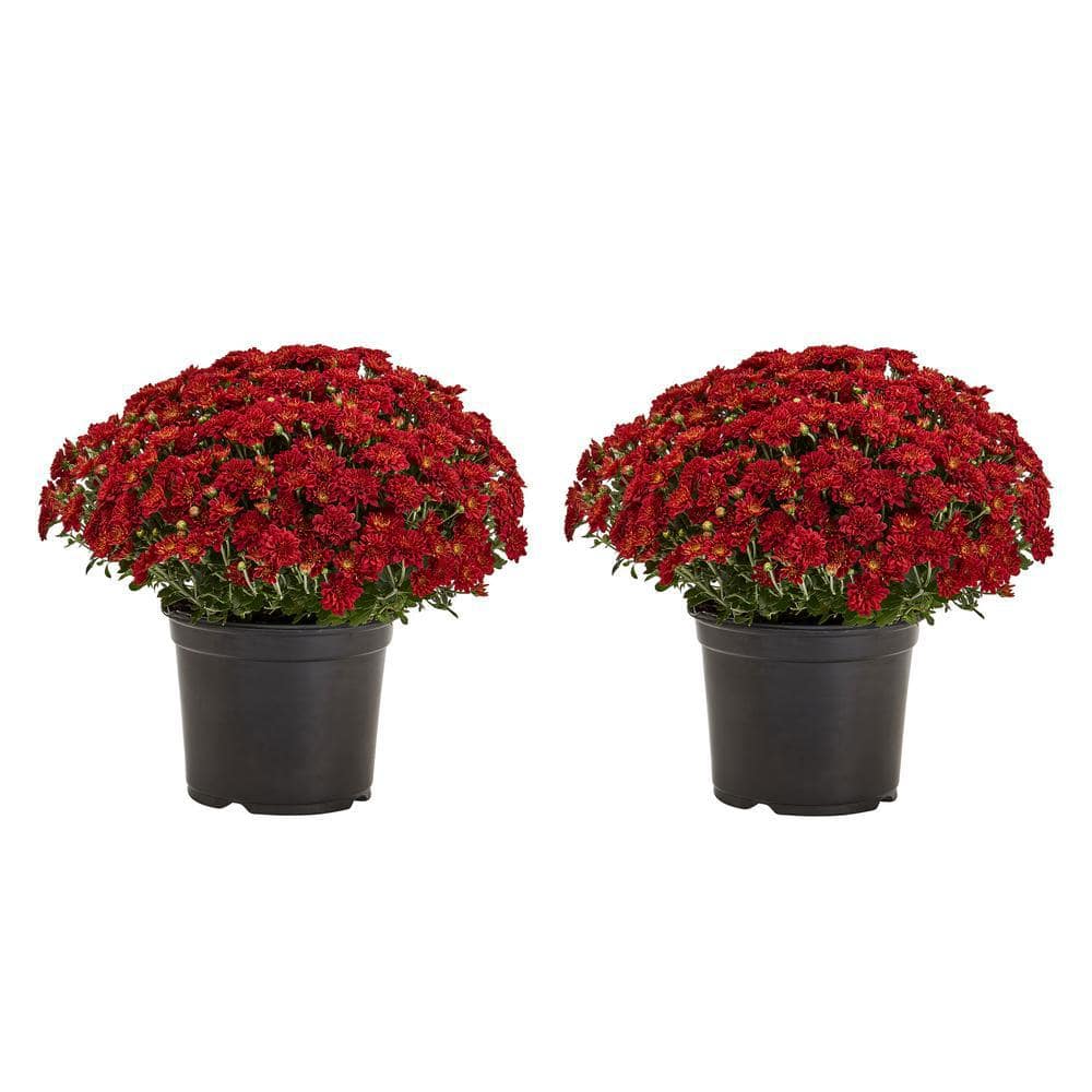 3 Qt. Live Red Chrysanthemum (Mum) Plant for Fall Garden, Porch or Patio (2-Pack) -  METROLINA GREENHOUSES, 18447