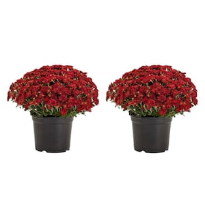 3 Qt. Live Red Chrysanthemum (Mum) Plant for Fall Garden, Porch or Patio (2-Pack)