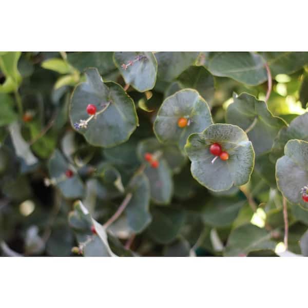 1 Gal. Kintzley's Ghost Honeysuckle (Lonicera Reticulata) Live Flowering Shrub with Yellow and White Flowers