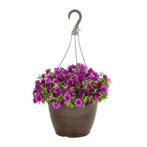 1.75 Gal. Calibrachoa Million Bells Aloha Kona Dark Lavender in Decorative Hanging Basket Annual Plant (1-Pack)