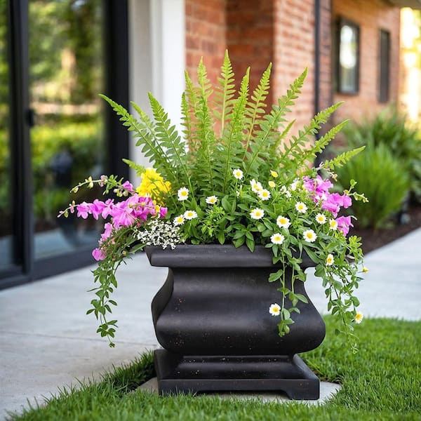 hanging planter fern Boston Fern 'Hanging Basket' (Nephrolepis Exaltata – Plantology USA main image 0