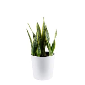 Grower's Choice Sansevieria Indoor Snake Plant in 10 in. White Decor Pot, Avg. Shipping Height 1-2 ft. Tall