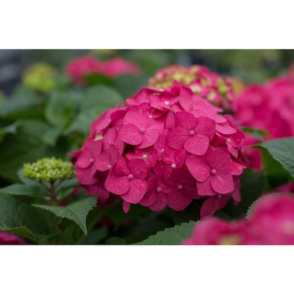 1 Gal. Summer Crush Reblooming Hydrangea Flowering Shrub with Raspberry Red Flowers