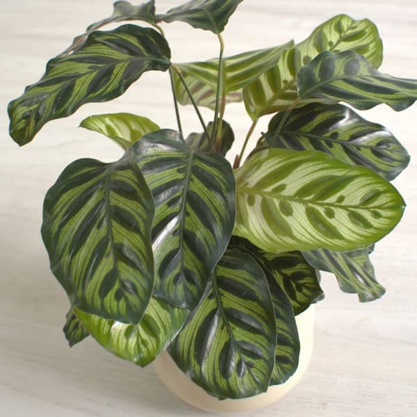 national PLANT NETWORK 4 in. SpaceScape Houseplant Prayer Plant