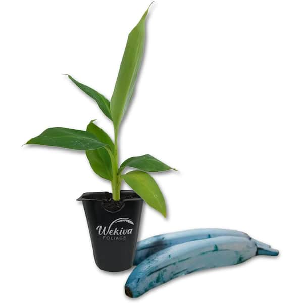 Wekiva Foliage Ice Cream Banana Tree-Live Tissue Culture Starter Plant-Musa Acuminata x Balbisiana Blue Java-Edible Fruit Bearing