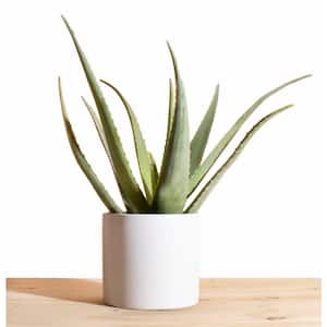 Aloe Vera in 6 in. Modern Ceramic White Planter Pot