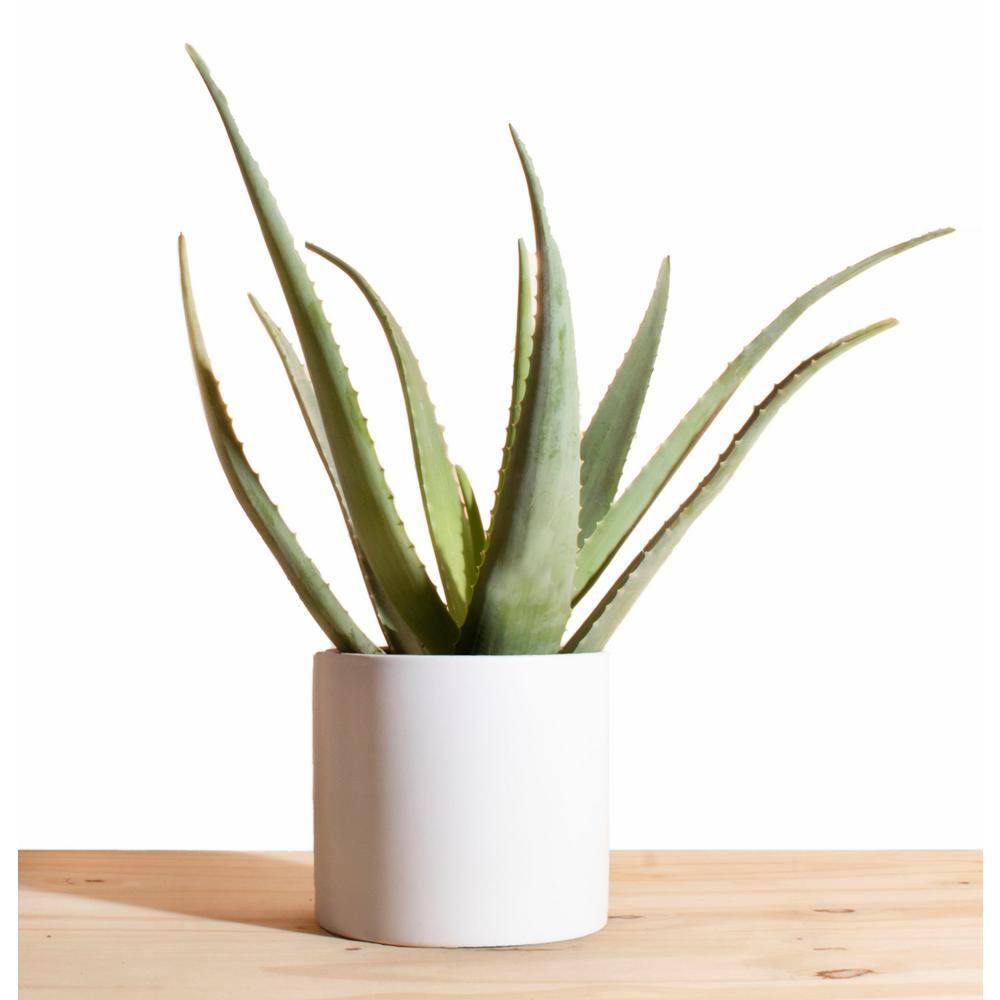 Leaf & Linen Modern Collection Aloe Vera Succulent in 6 Ceramic Pot Live Indoor/Outdoor Air Houseplant and Office Décor White 