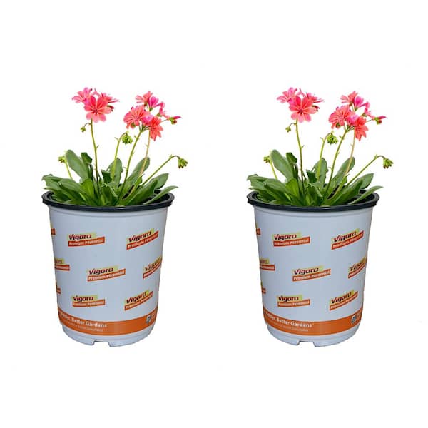 Vigoro 2.5 qt. Lewisia Perennial Plant with Orange Flowers (2-Pack)