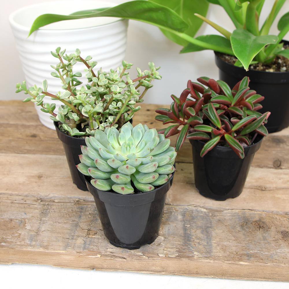 Pet-Safe Assorted Succulents in Black 3.5 Inch Pots (3-Pack)