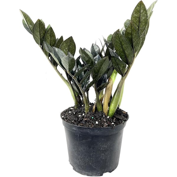 Nova Star ZZ Plant-Live Plant in a 6 in. Pot-Zamioculcas Zamiifolia Nova Star-Rare Indoor Houseplant from Florida