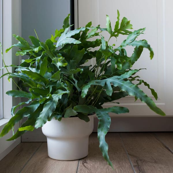 4 in. Fern Phlebodium Blue Star Plant in Grower Containers (3-Pack)