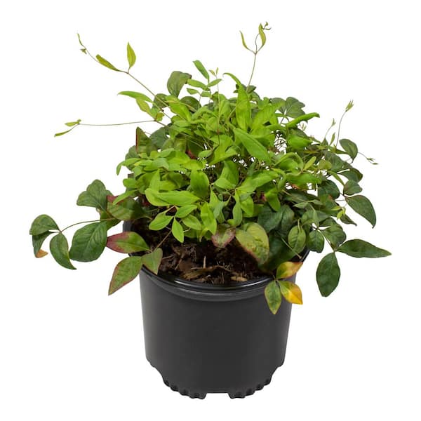 ALTMAN PLANTS 1 Gal. Nandina Domestica Atropurpurea Nana Shrub Plant