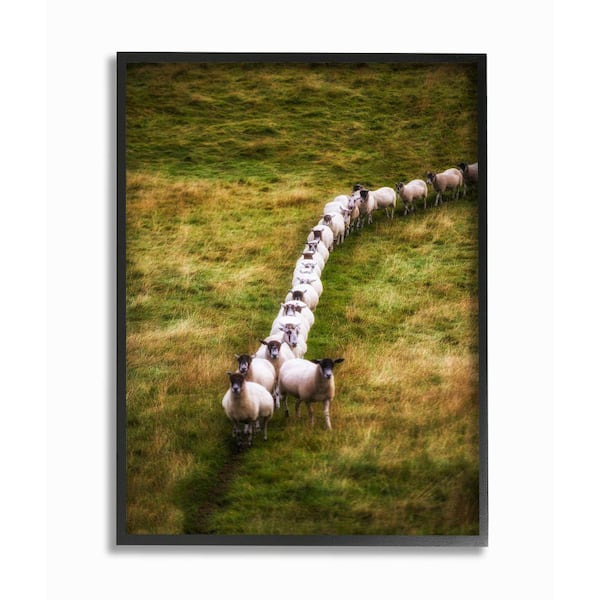 Stupell Industries 24 in. x 30 in. "Sheep Line Farm Landscape Photo" by Villager Jim Framed Wall Art