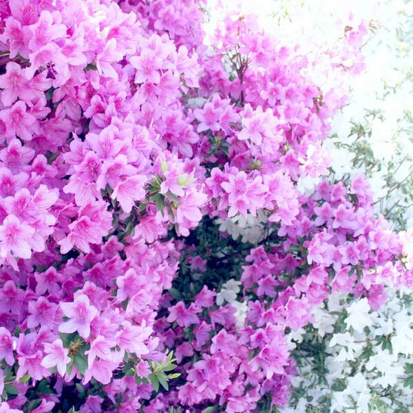 national PLANT NETWORK 1 Gal. Azalea Elsie Lee Shrub with Purple