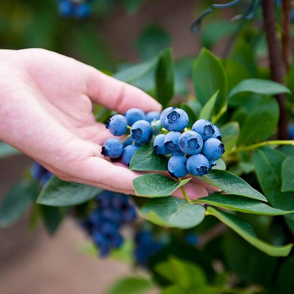1 Gal. Cross Pollinating Blueberry Plants Pack (3-Pack) THD00613 - The Home  Depot