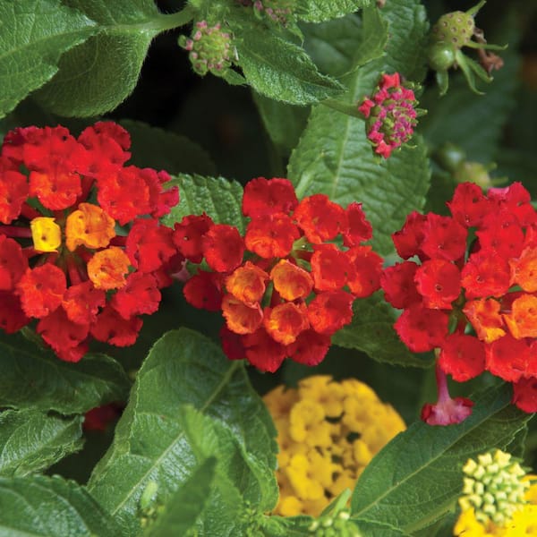 Vigoro 2.5 Qt. Lantana Bloomify Plant with Red Flowers 1002914225 - The ...